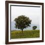 Trees in a Meadow, Hisarköy, Northern Cyprus, April 2009-Lilja-Framed Photographic Print