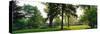 Trees in a park, Adams Park, Wheaton, Illinois, USA-null-Stretched Canvas