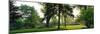 Trees in a park, Adams Park, Wheaton, Illinois, USA-null-Mounted Photographic Print