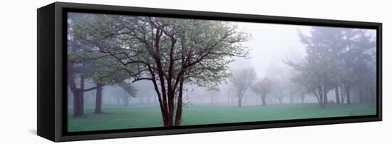 Trees in a Park, Chestnut Ridge County Park, Orchard Park, Erie County, New York State, USA-null-Framed Stretched Canvas