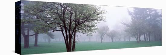 Trees in a Park, Chestnut Ridge County Park, Orchard Park, Erie County, New York State, USA-null-Stretched Canvas