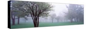 Trees in a Park, Chestnut Ridge County Park, Orchard Park, Erie County, New York State, USA-null-Stretched Canvas