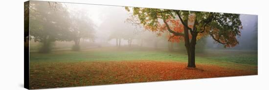 Trees in a Park, Djurgarden, Stockholm, Sweden-null-Stretched Canvas