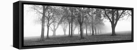 Trees in a Park During Fog, Wandsworth Park, Putney, London, England-null-Framed Stretched Canvas