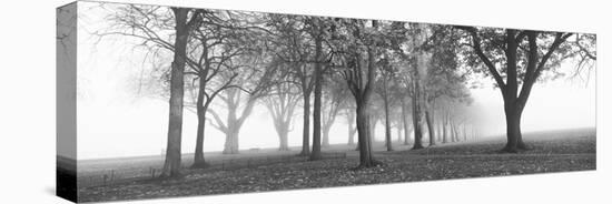 Trees in a Park During Fog, Wandsworth Park, Putney, London, England-null-Stretched Canvas