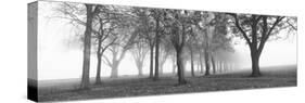 Trees in a Park During Fog, Wandsworth Park, Putney, London, England-null-Stretched Canvas