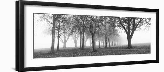 Trees in a Park During Fog, Wandsworth Park, Putney, London, England-null-Framed Photographic Print