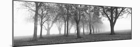 Trees in a Park During Fog, Wandsworth Park, Putney, London, England-null-Mounted Photographic Print