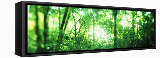 Trees in a Rainforest, Arenal Region, Costa Rica-null-Framed Stretched Canvas