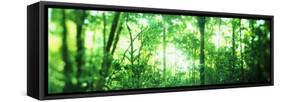 Trees in a Rainforest, Arenal Region, Costa Rica-null-Framed Stretched Canvas