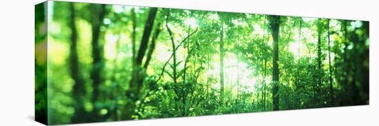 Trees in a Rainforest, Arenal Region, Costa Rica-null-Stretched Canvas