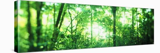 Trees in a Rainforest, Arenal Region, Costa Rica-null-Stretched Canvas