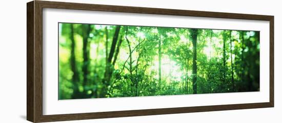 Trees in a Rainforest, Arenal Region, Costa Rica-null-Framed Photographic Print