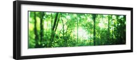 Trees in a Rainforest, Arenal Region, Costa Rica-null-Framed Photographic Print