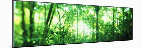 Trees in a Rainforest, Arenal Region, Costa Rica-null-Mounted Photographic Print