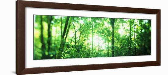 Trees in a Rainforest, Arenal Region, Costa Rica-null-Framed Photographic Print