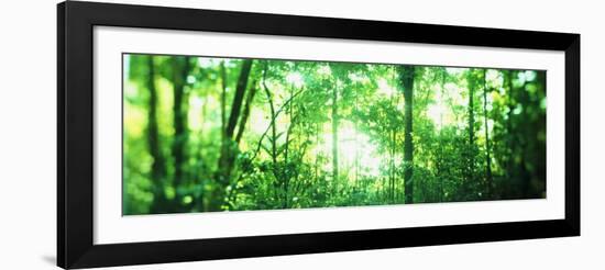 Trees in a Rainforest, Arenal Region, Costa Rica-null-Framed Photographic Print