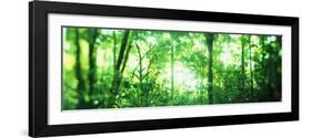 Trees in a Rainforest, Arenal Region, Costa Rica-null-Framed Photographic Print