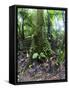 Trees in a Rainforest, Costa Rica-null-Framed Stretched Canvas