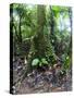 Trees in a Rainforest, Costa Rica-null-Stretched Canvas