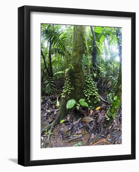 Trees in a Rainforest, Costa Rica-null-Framed Photographic Print