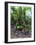 Trees in a Rainforest, Costa Rica-null-Framed Photographic Print