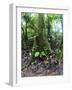 Trees in a Rainforest, Costa Rica-null-Framed Photographic Print