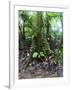 Trees in a Rainforest, Costa Rica-null-Framed Photographic Print