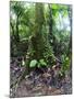Trees in a Rainforest, Costa Rica-null-Mounted Photographic Print