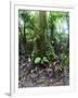 Trees in a Rainforest, Costa Rica-null-Framed Photographic Print