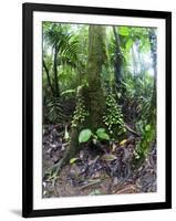 Trees in a Rainforest, Costa Rica-null-Framed Photographic Print