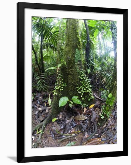 Trees in a Rainforest, Costa Rica-null-Framed Photographic Print