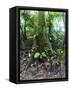 Trees in a Rainforest, Costa Rica-null-Framed Stretched Canvas