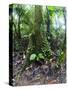 Trees in a Rainforest, Costa Rica-null-Stretched Canvas