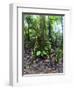 Trees in a Rainforest, Costa Rica-null-Framed Photographic Print