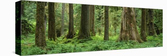 Trees in a Rainforest, Hoh Rainforest, Olympic National Park, Washington, USA-null-Stretched Canvas