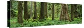 Trees in a Rainforest, Hoh Rainforest, Olympic National Park, Washington, USA-null-Stretched Canvas