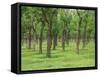 Trees in a Rubber Plantation at Vung Tau, Vietnam, Indochina, Southeast Asia-Tim Hall-Framed Stretched Canvas