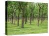 Trees in a Rubber Plantation at Vung Tau, Vietnam, Indochina, Southeast Asia-Tim Hall-Stretched Canvas