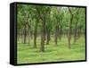 Trees in a Rubber Plantation at Vung Tau, Vietnam, Indochina, Southeast Asia-Tim Hall-Framed Stretched Canvas