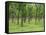 Trees in a Rubber Plantation at Vung Tau, Vietnam, Indochina, Southeast Asia-Tim Hall-Framed Stretched Canvas