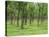 Trees in a Rubber Plantation at Vung Tau, Vietnam, Indochina, Southeast Asia-Tim Hall-Stretched Canvas