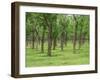 Trees in a Rubber Plantation at Vung Tau, Vietnam, Indochina, Southeast Asia-Tim Hall-Framed Photographic Print