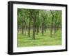 Trees in a Rubber Plantation at Vung Tau, Vietnam, Indochina, Southeast Asia-Tim Hall-Framed Photographic Print