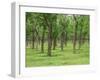 Trees in a Rubber Plantation at Vung Tau, Vietnam, Indochina, Southeast Asia-Tim Hall-Framed Photographic Print