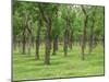 Trees in a Rubber Plantation at Vung Tau, Vietnam, Indochina, Southeast Asia-Tim Hall-Mounted Photographic Print