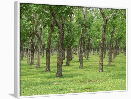 Trees in a Rubber Plantation at Vung Tau, Vietnam, Indochina, Southeast Asia-Tim Hall-Framed Photographic Print