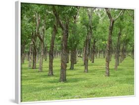 Trees in a Rubber Plantation at Vung Tau, Vietnam, Indochina, Southeast Asia-Tim Hall-Framed Photographic Print