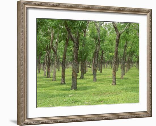 Trees in a Rubber Plantation at Vung Tau, Vietnam, Indochina, Southeast Asia-Tim Hall-Framed Photographic Print