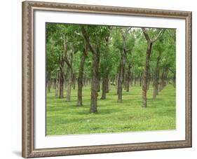 Trees in a Rubber Plantation at Vung Tau, Vietnam, Indochina, Southeast Asia-Tim Hall-Framed Photographic Print